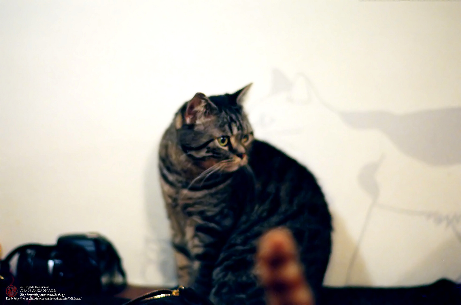 32720010_filtered.jpg