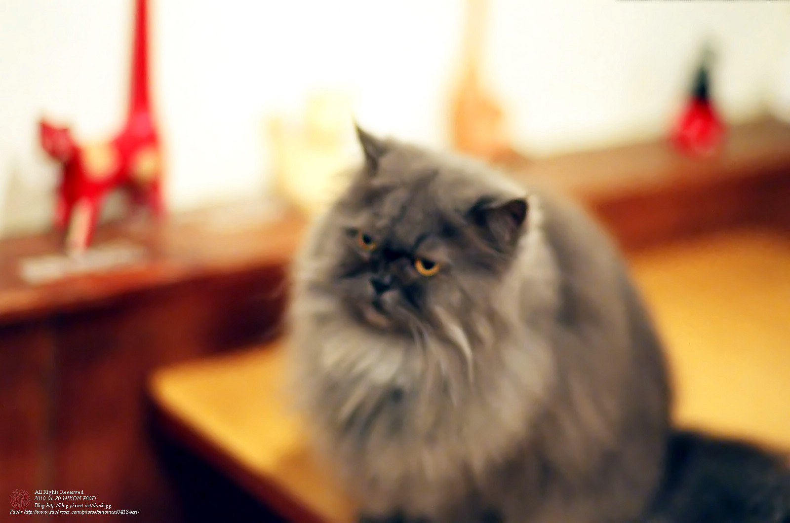 32720011_filtered.jpg