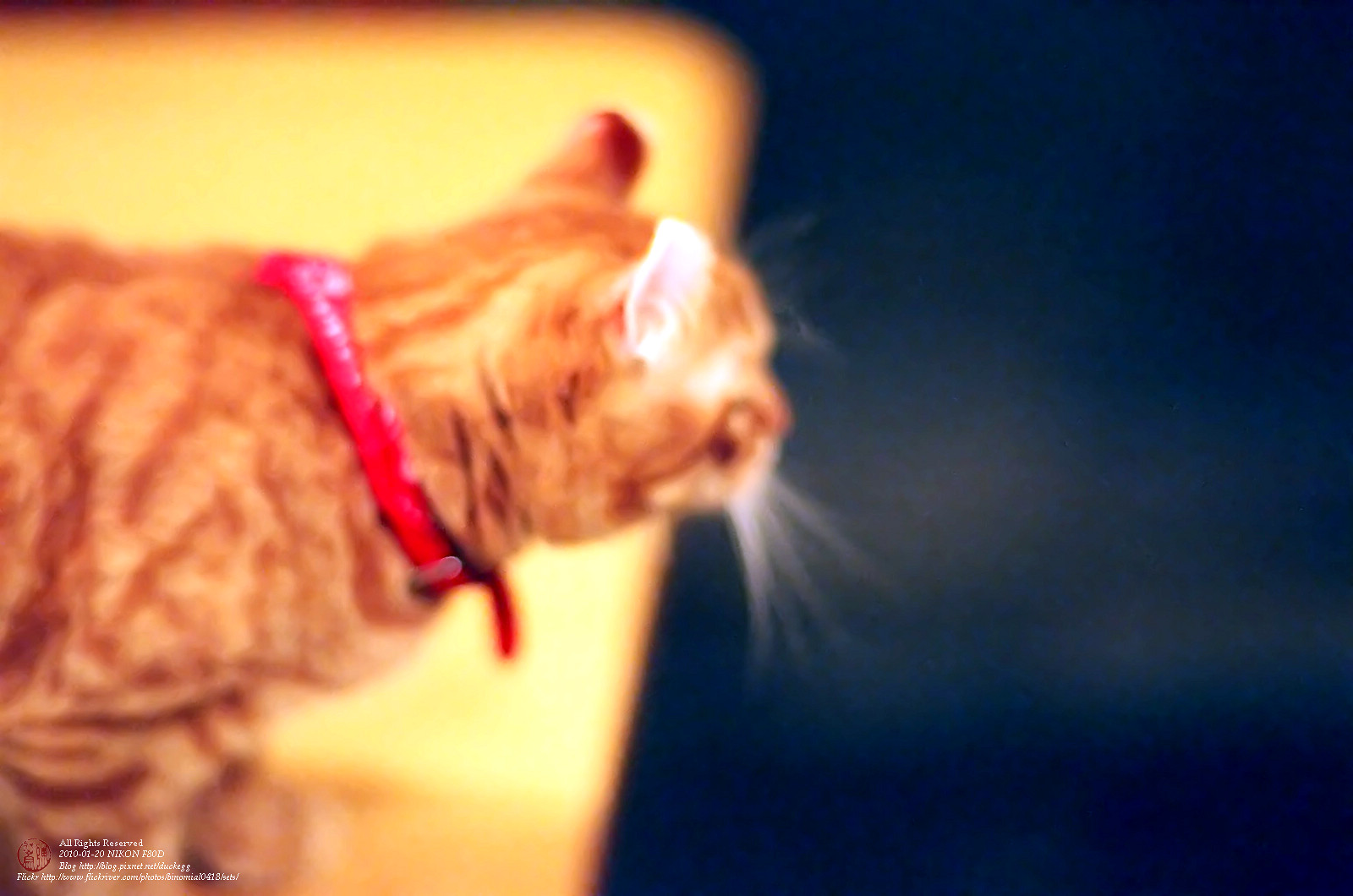 32720018_filtered.jpg