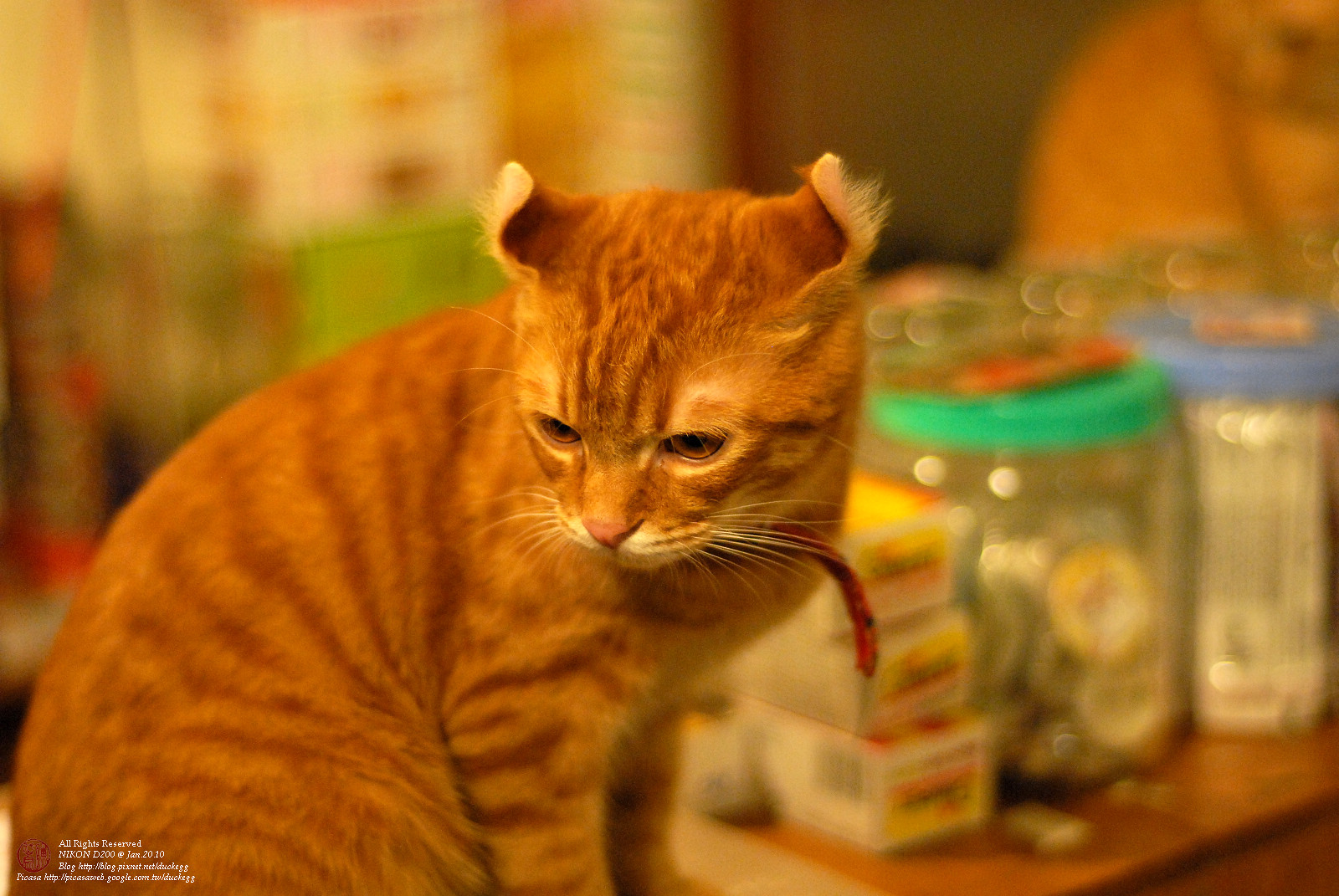 DSC_1328.jpg