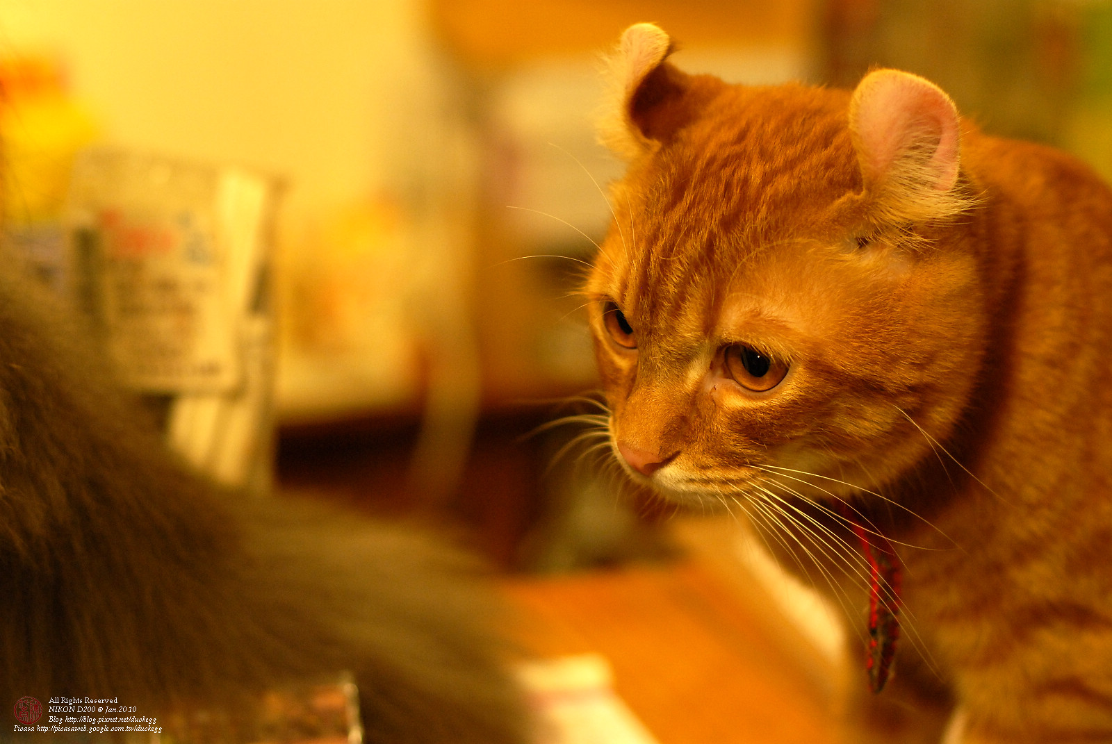 DSC_1339.jpg