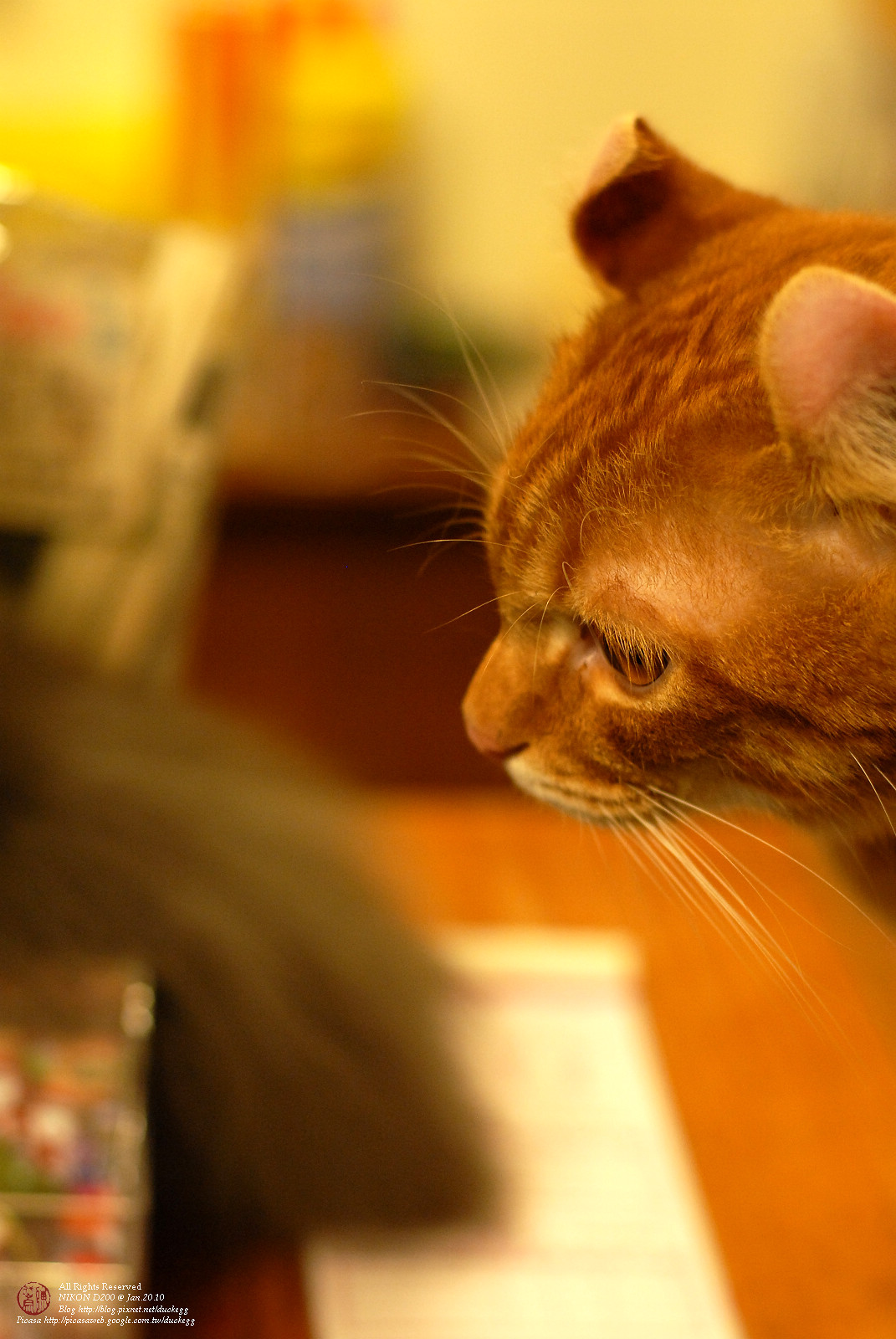 DSC_1342.jpg