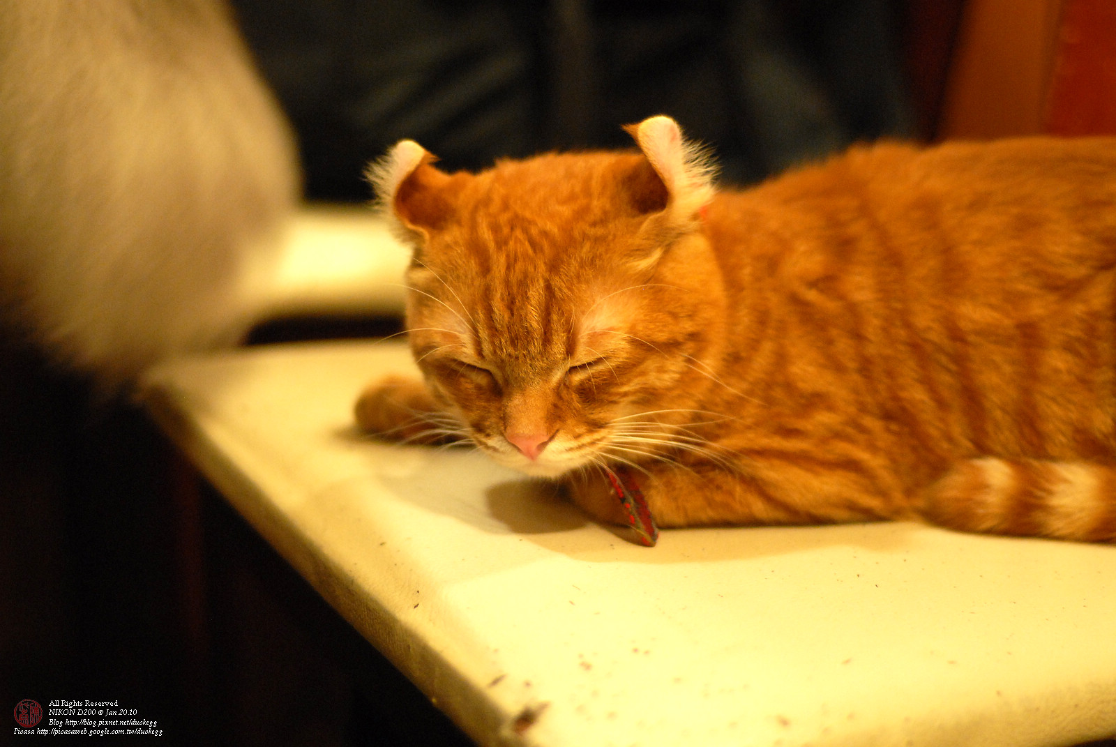DSC_1393.jpg