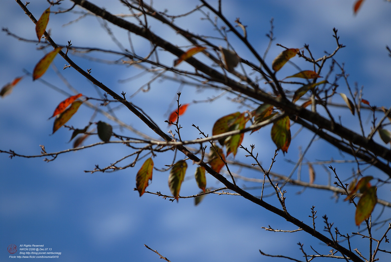 DSC_8457.jpg