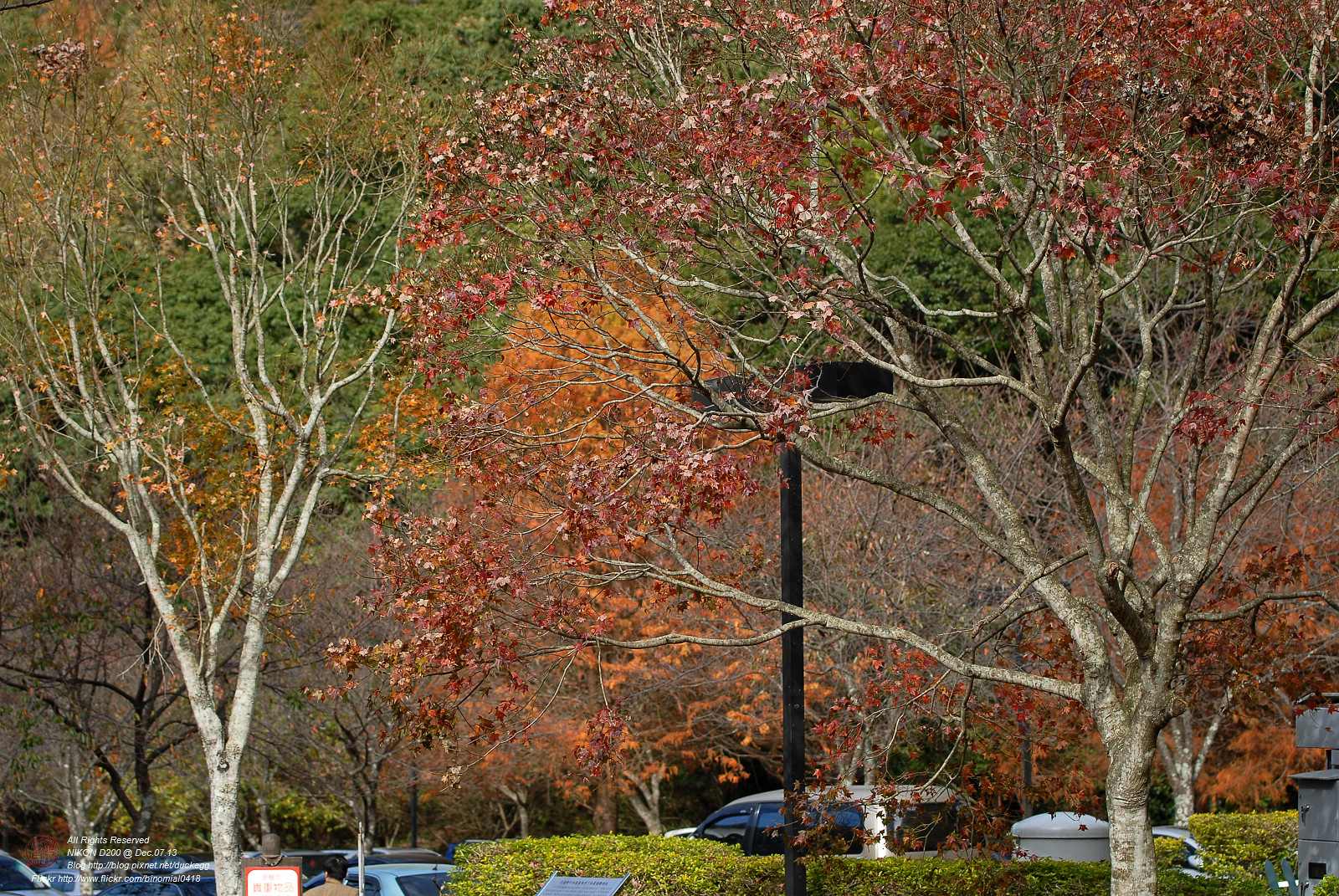 DSC_8458.jpg
