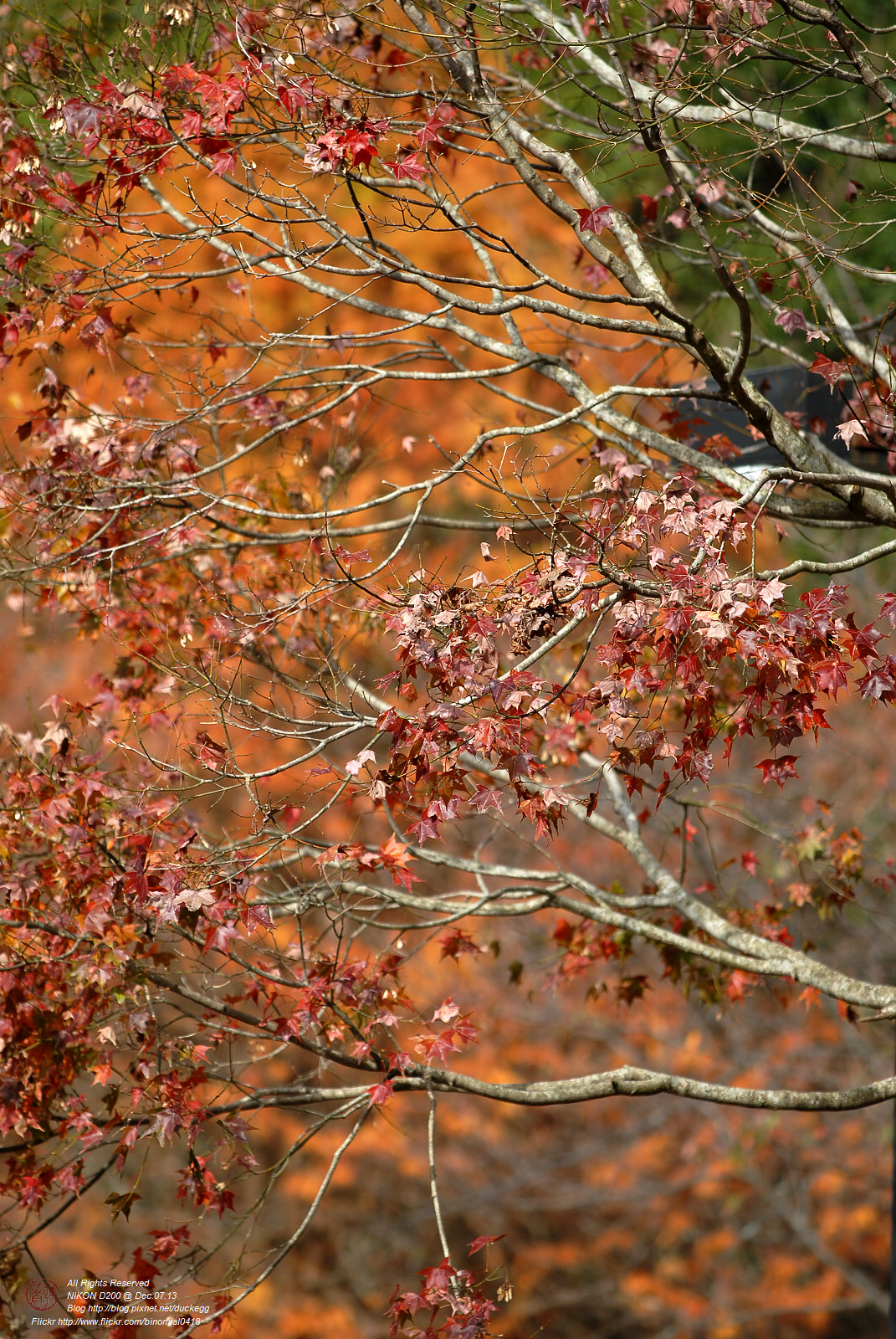 DSC_8466.jpg