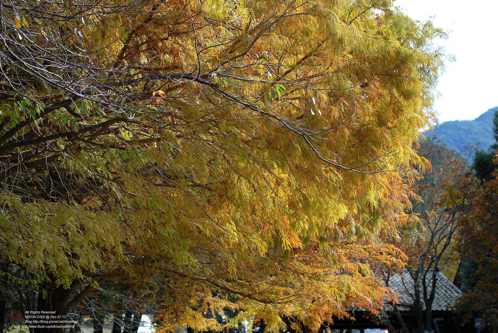 DSC_8472.jpg
