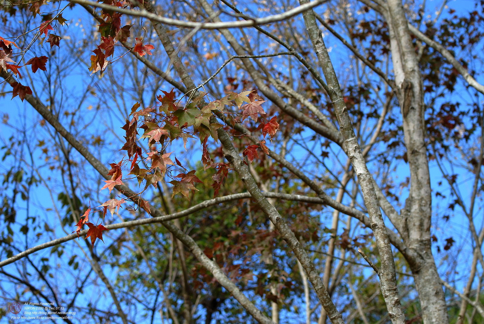 DSC_8479.jpg