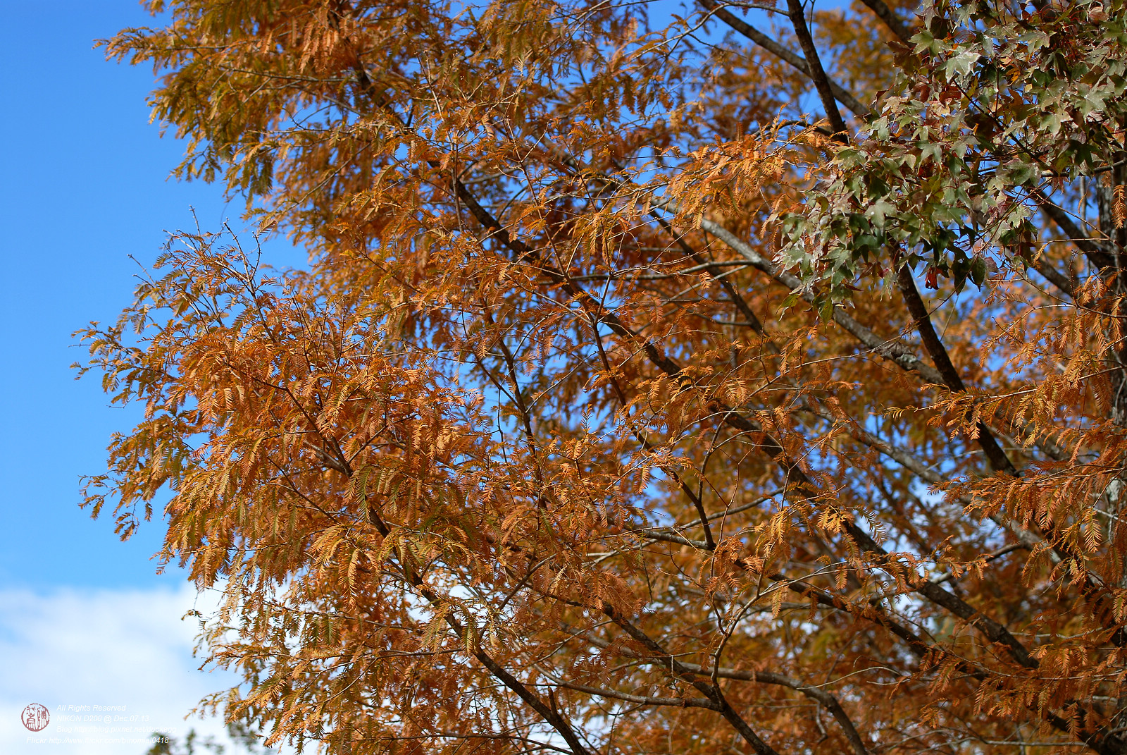 DSC_8480.jpg