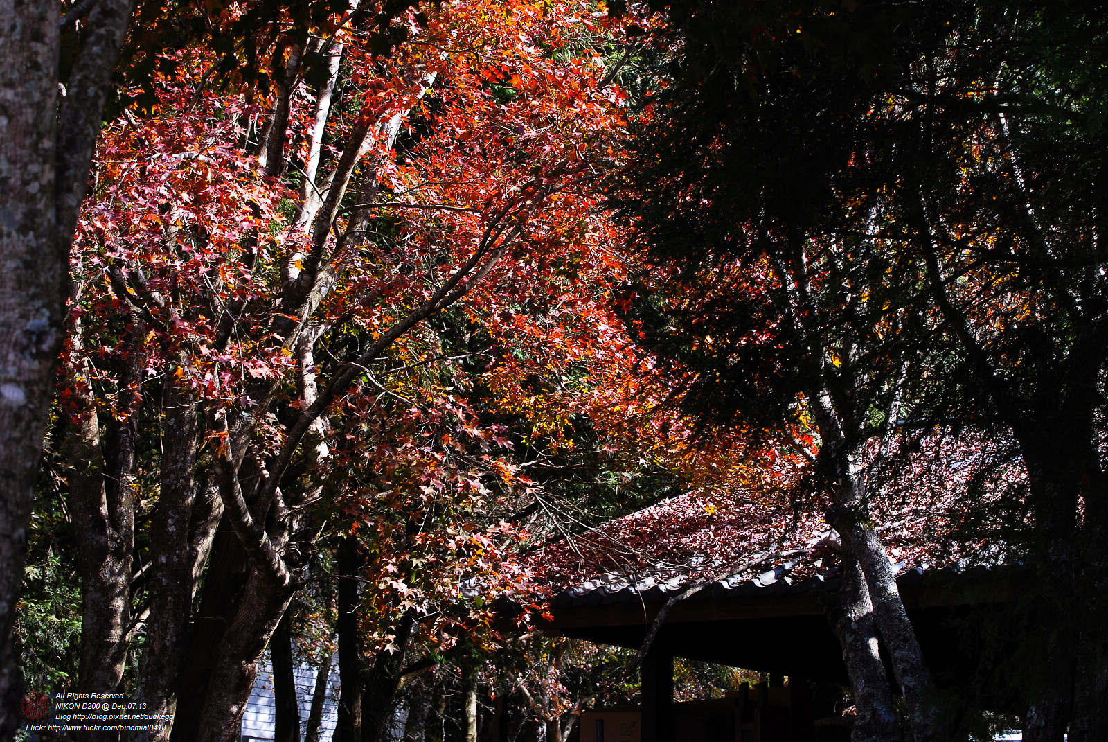 DSC_8495.jpg