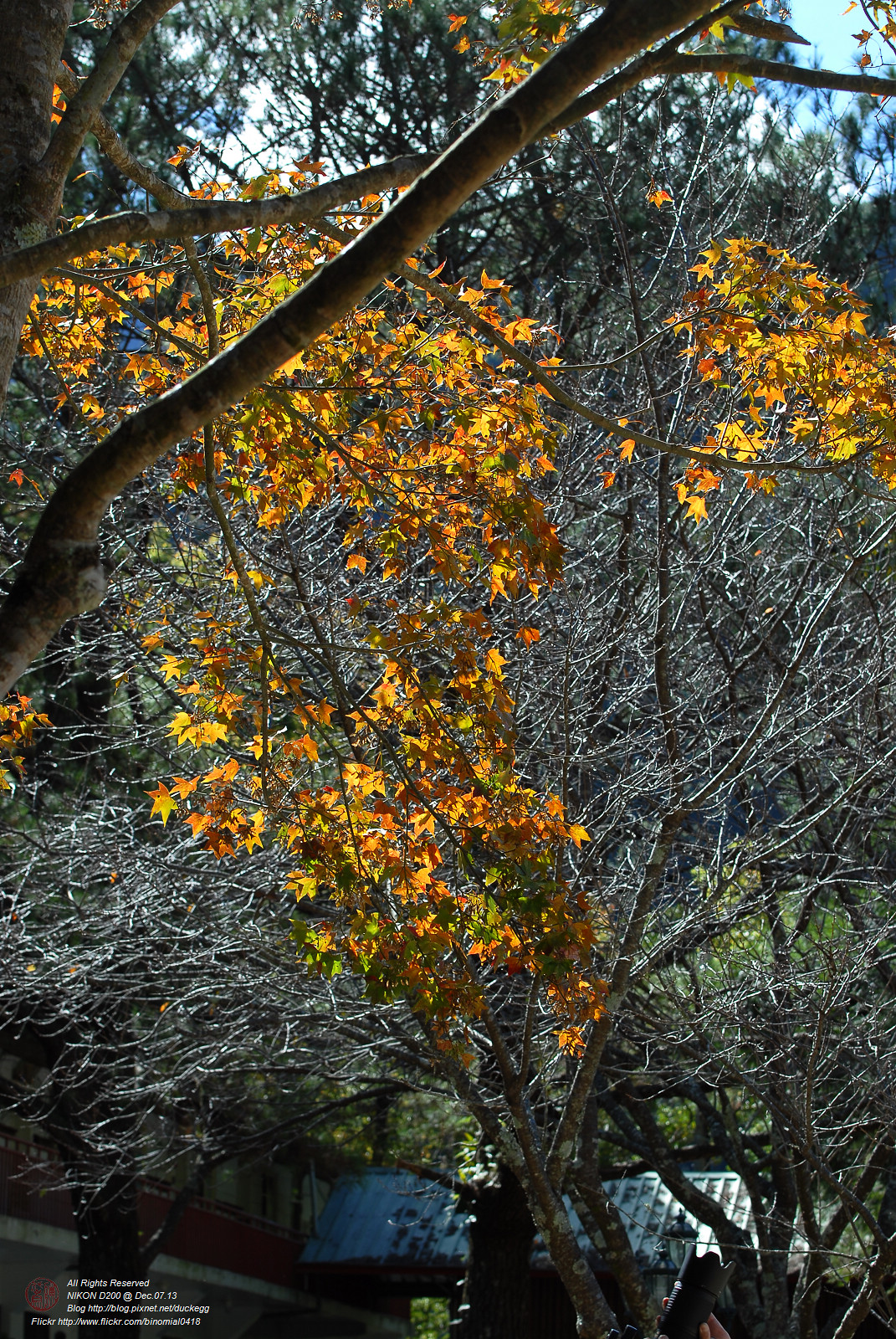 DSC_8496.jpg