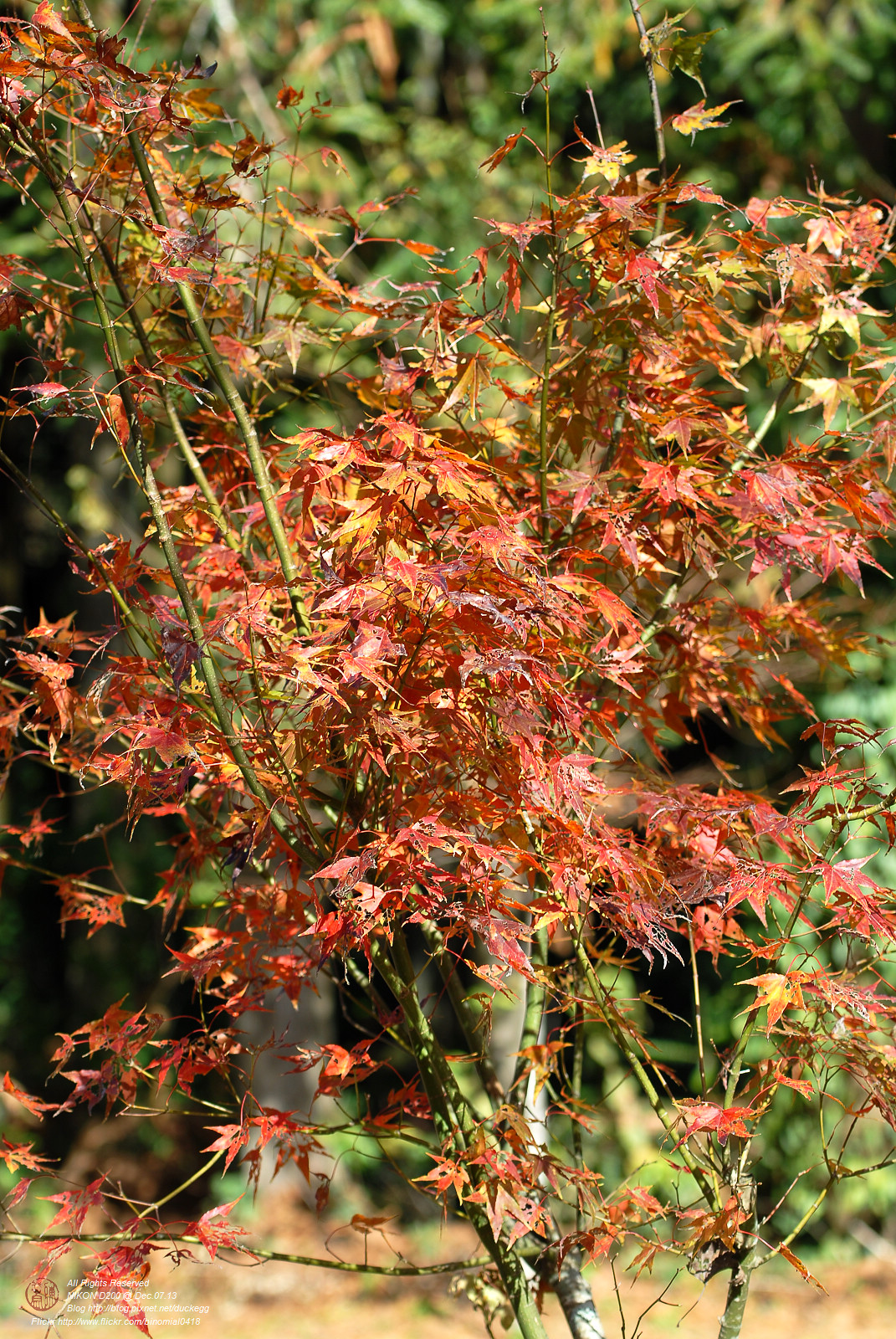 DSC_8545.jpg