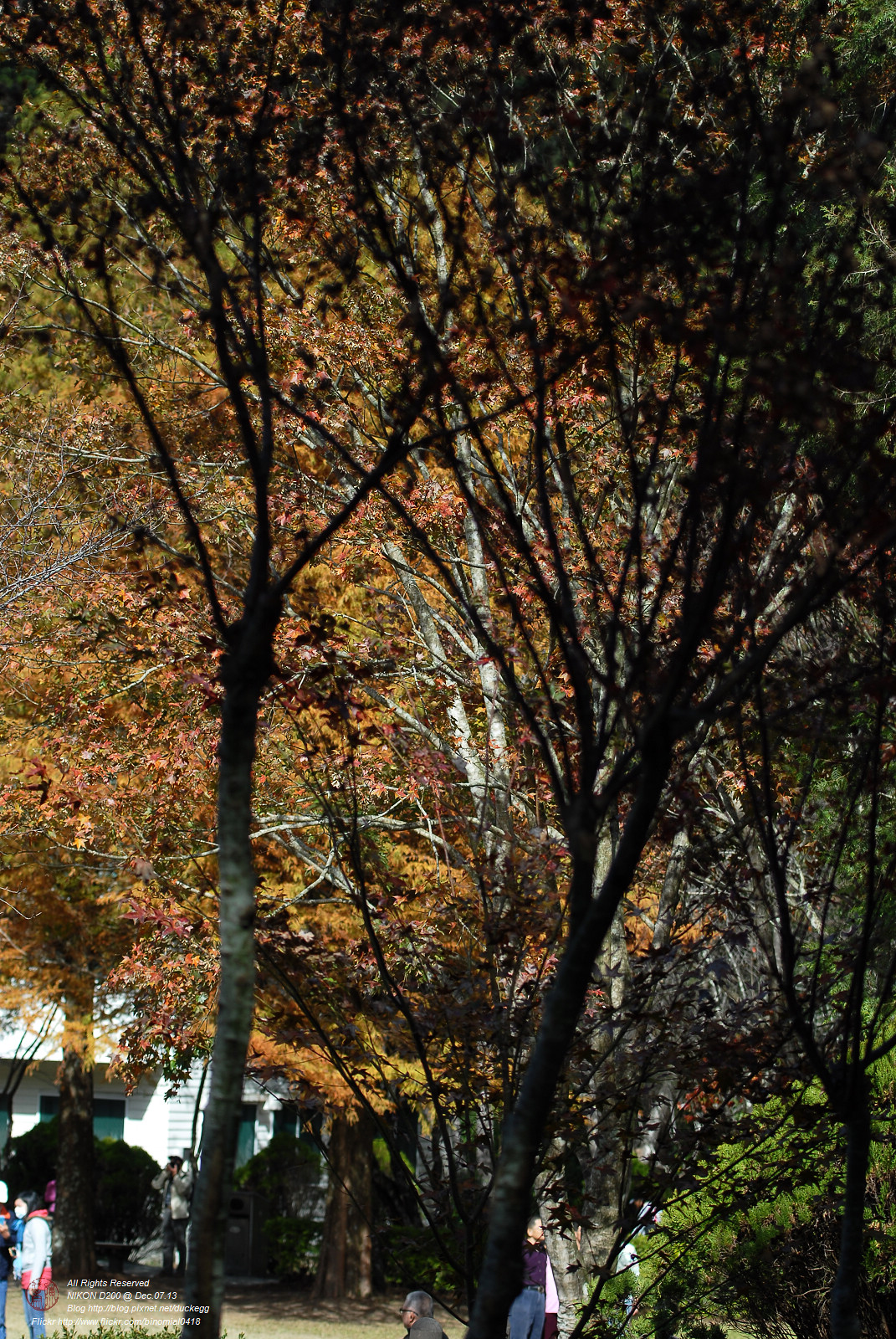 DSC_8557.jpg