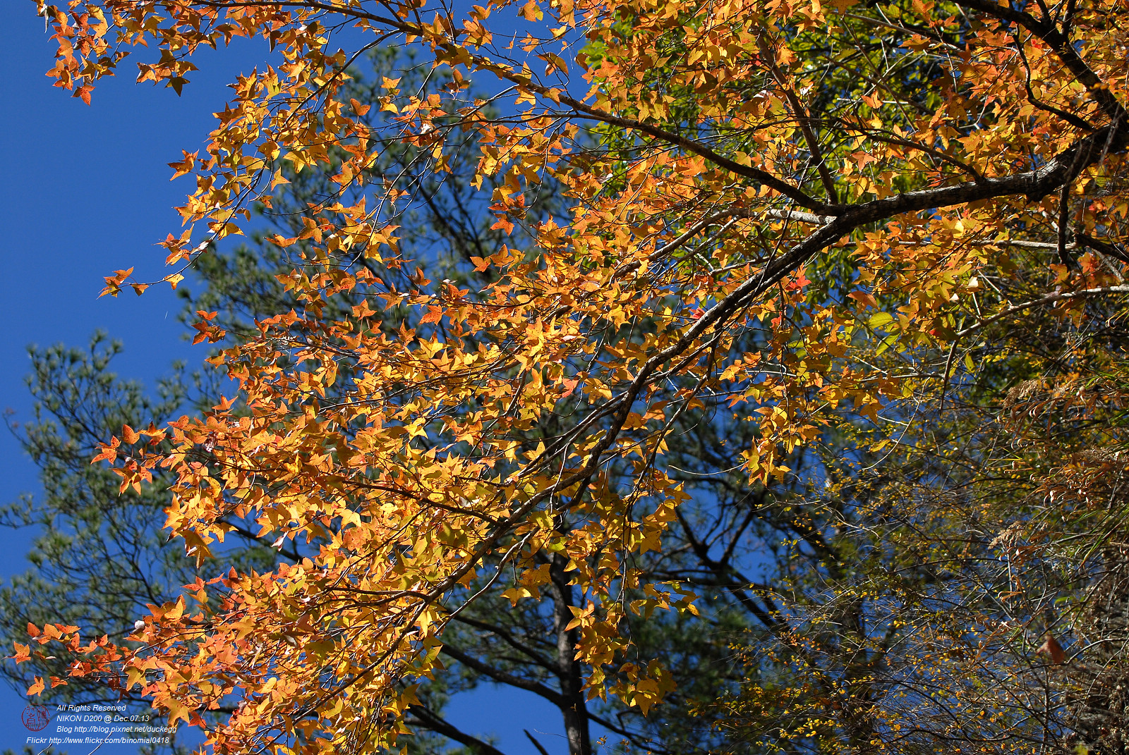 DSC_8595.jpg