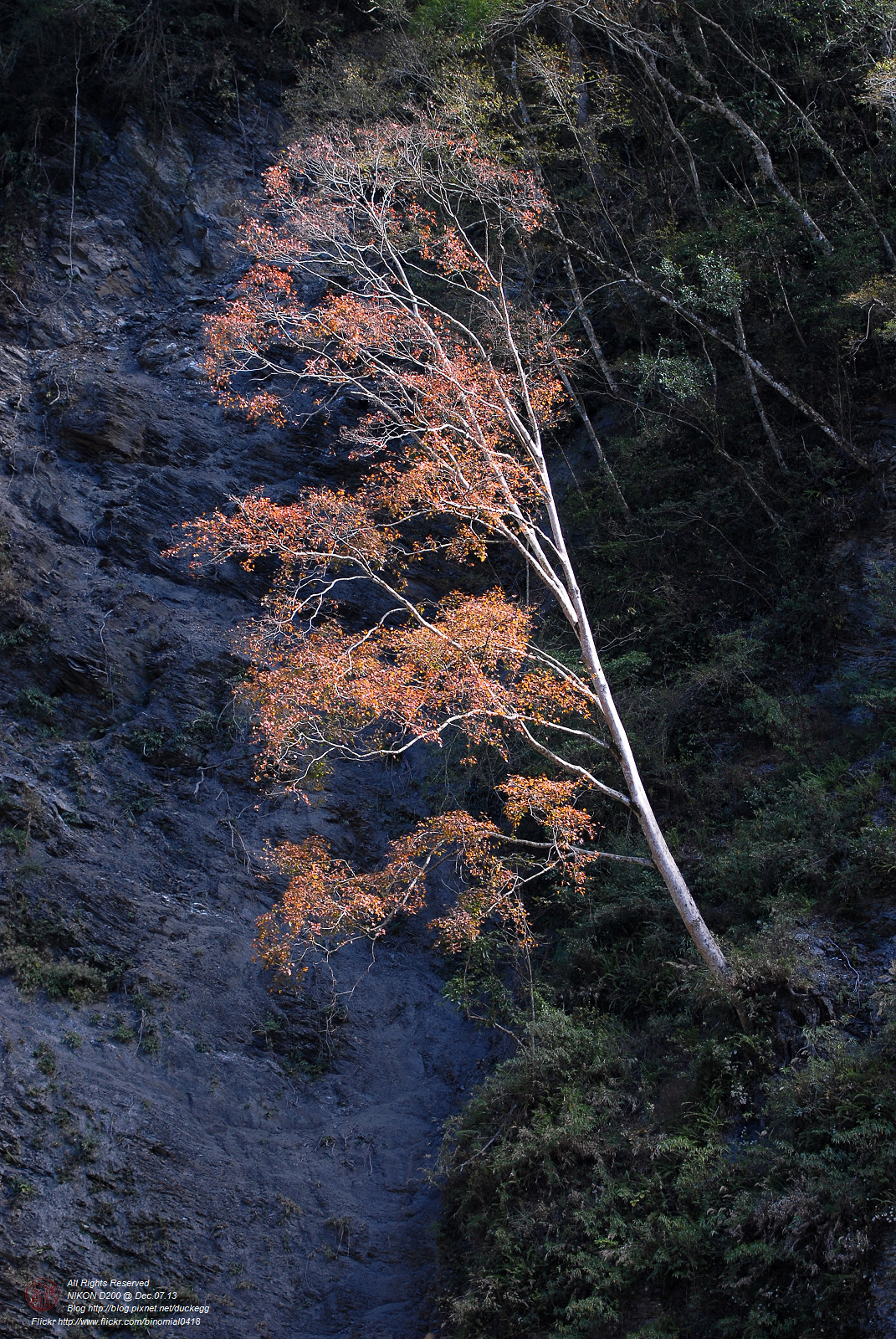DSC_8602.jpg