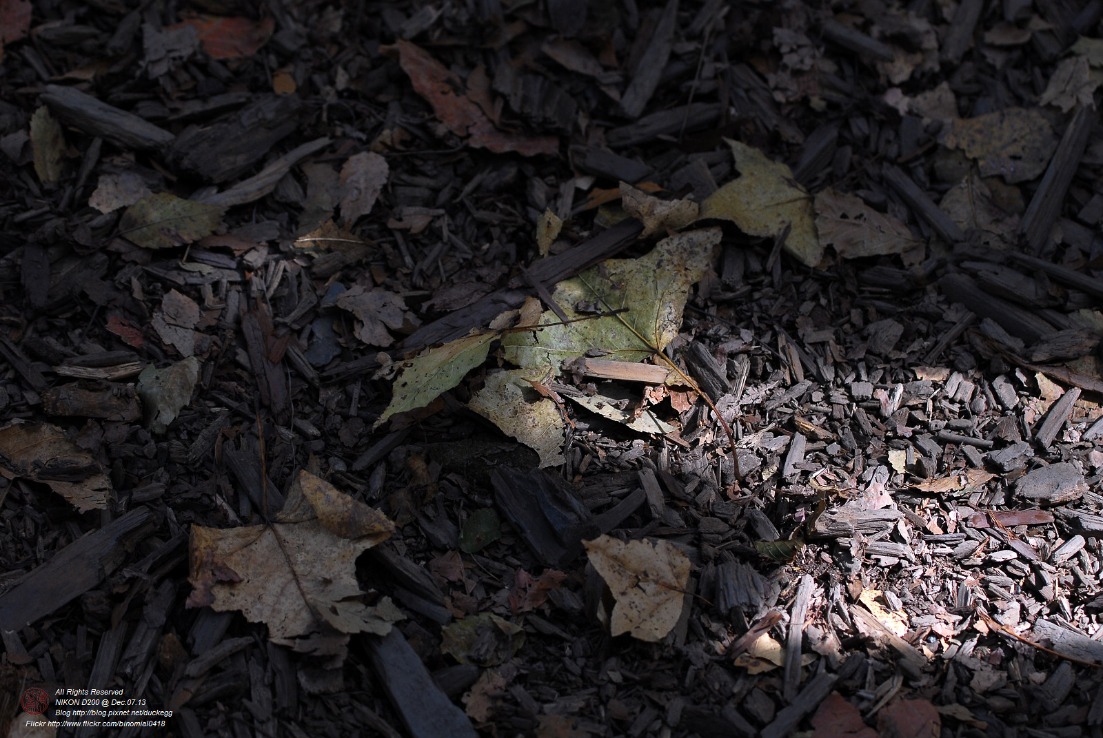 DSC_8613.jpg