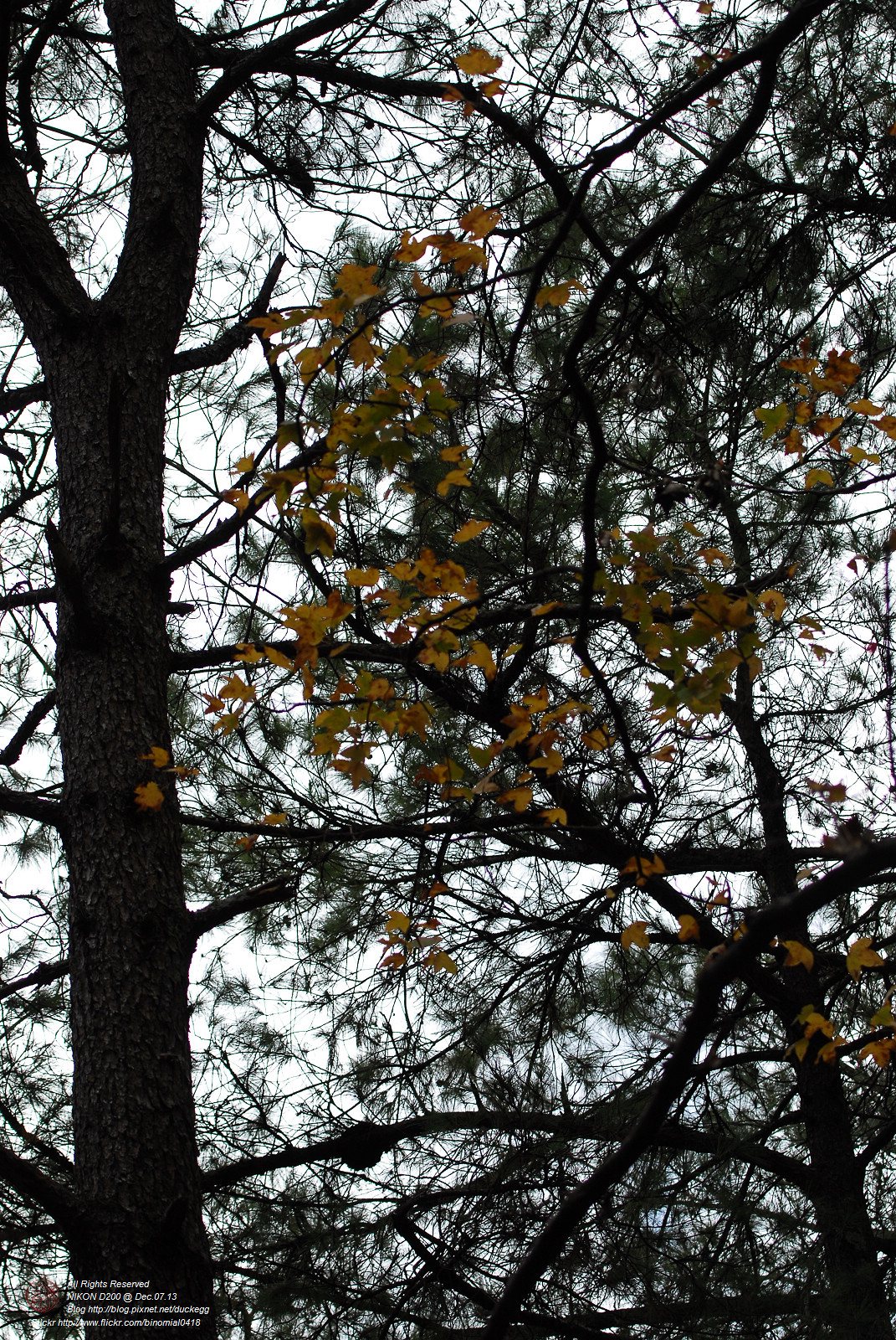 DSC_8642.jpg