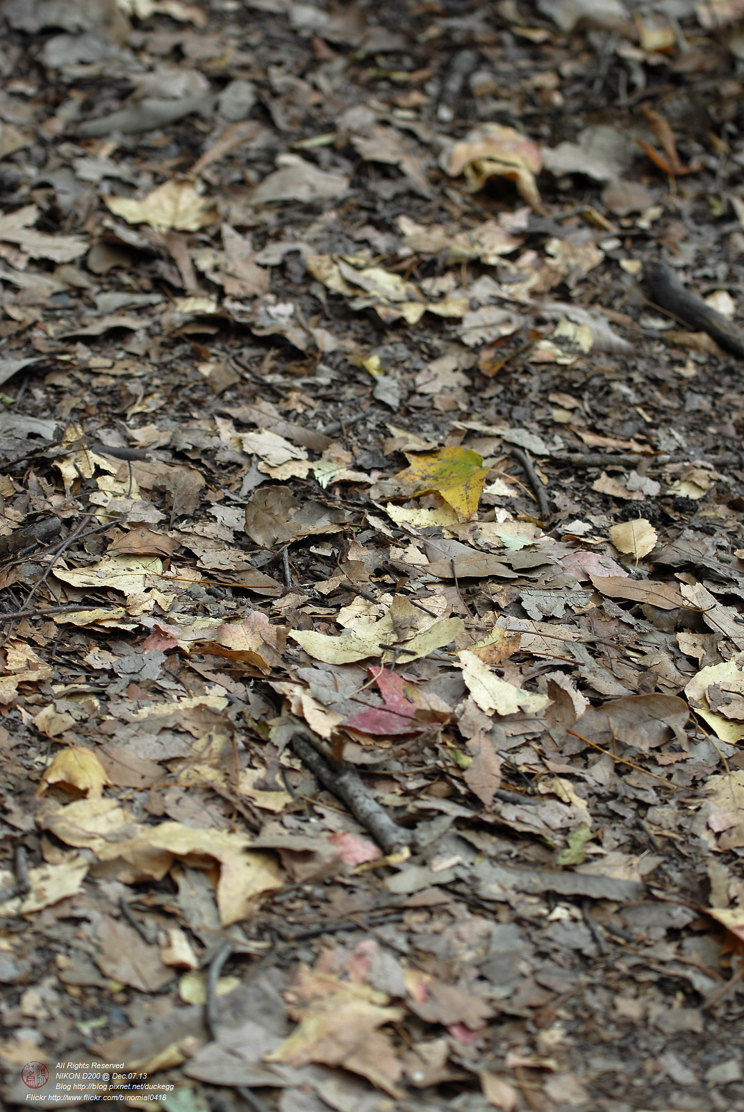 DSC_8648.jpg