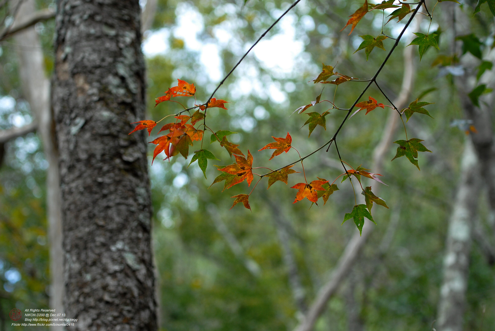 DSC_8666.jpg