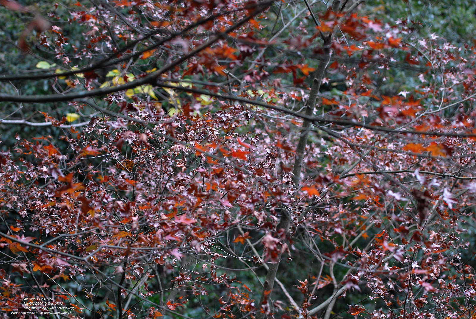 DSC_8673.jpg