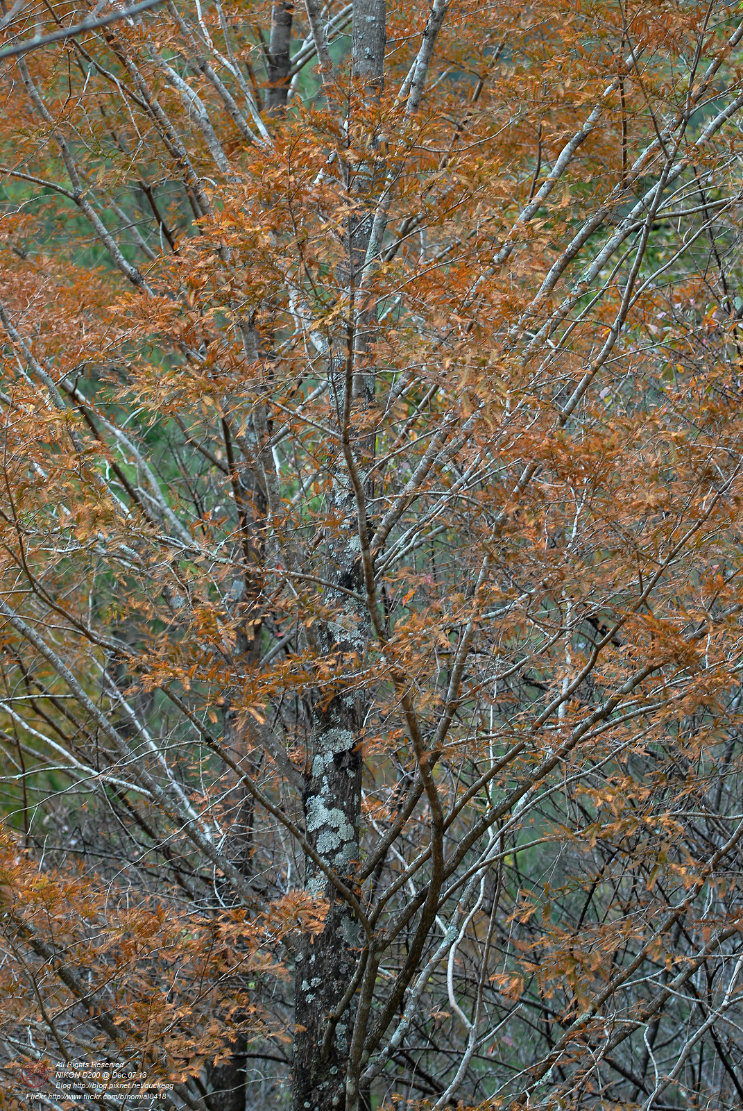 DSC_8677.jpg