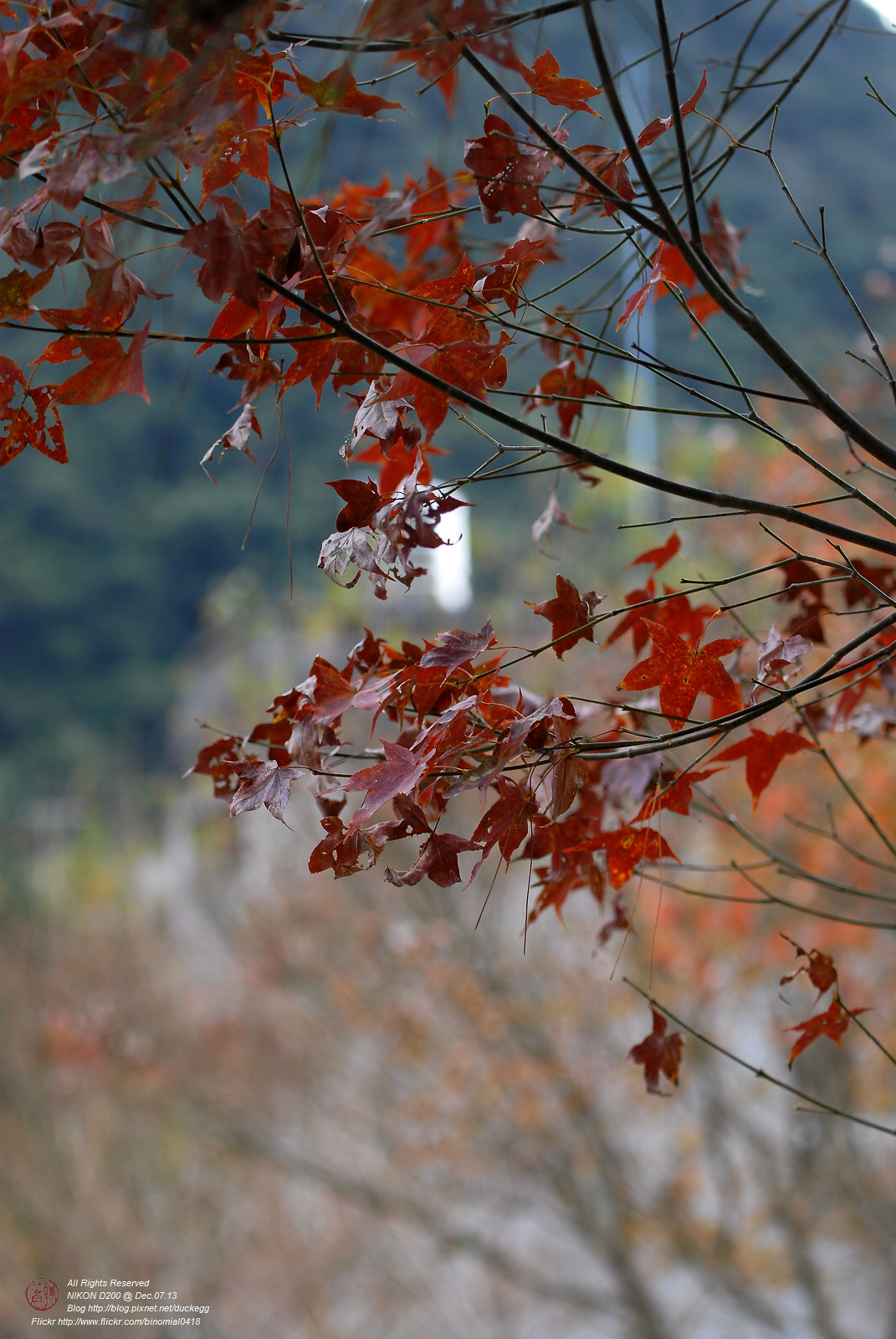 DSC_8684.jpg