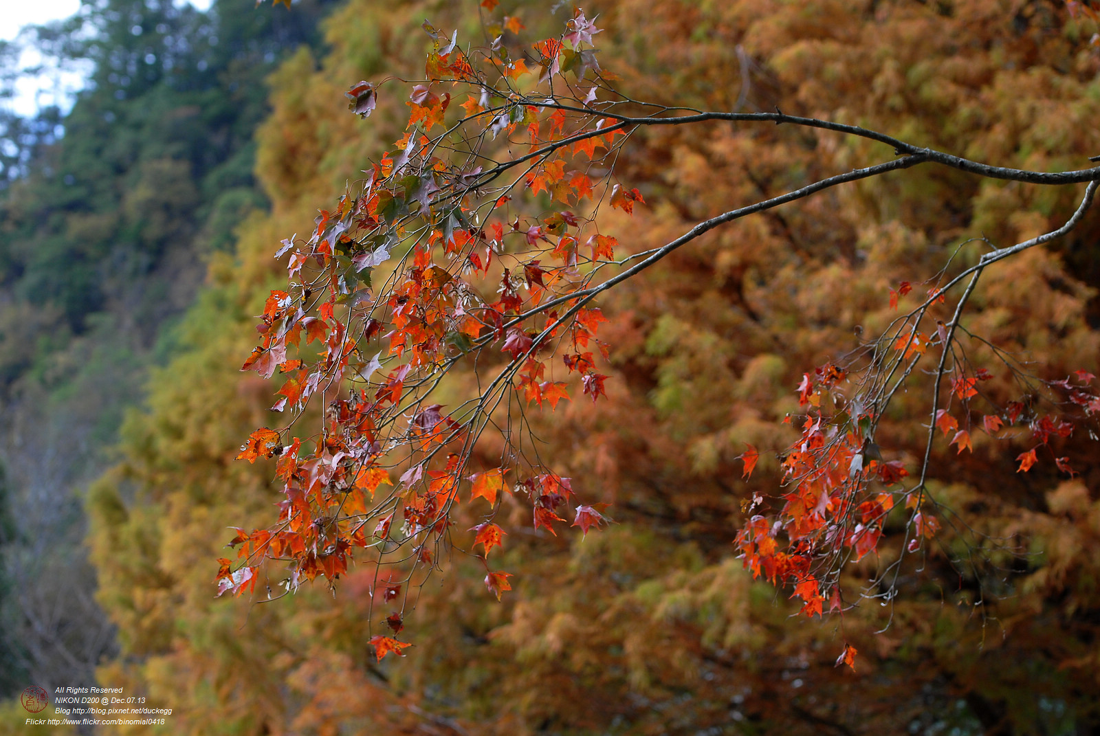 DSC_8686.jpg