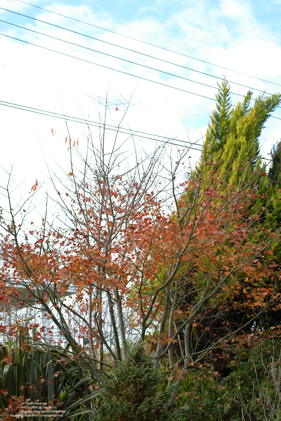 DSC_8702.jpg
