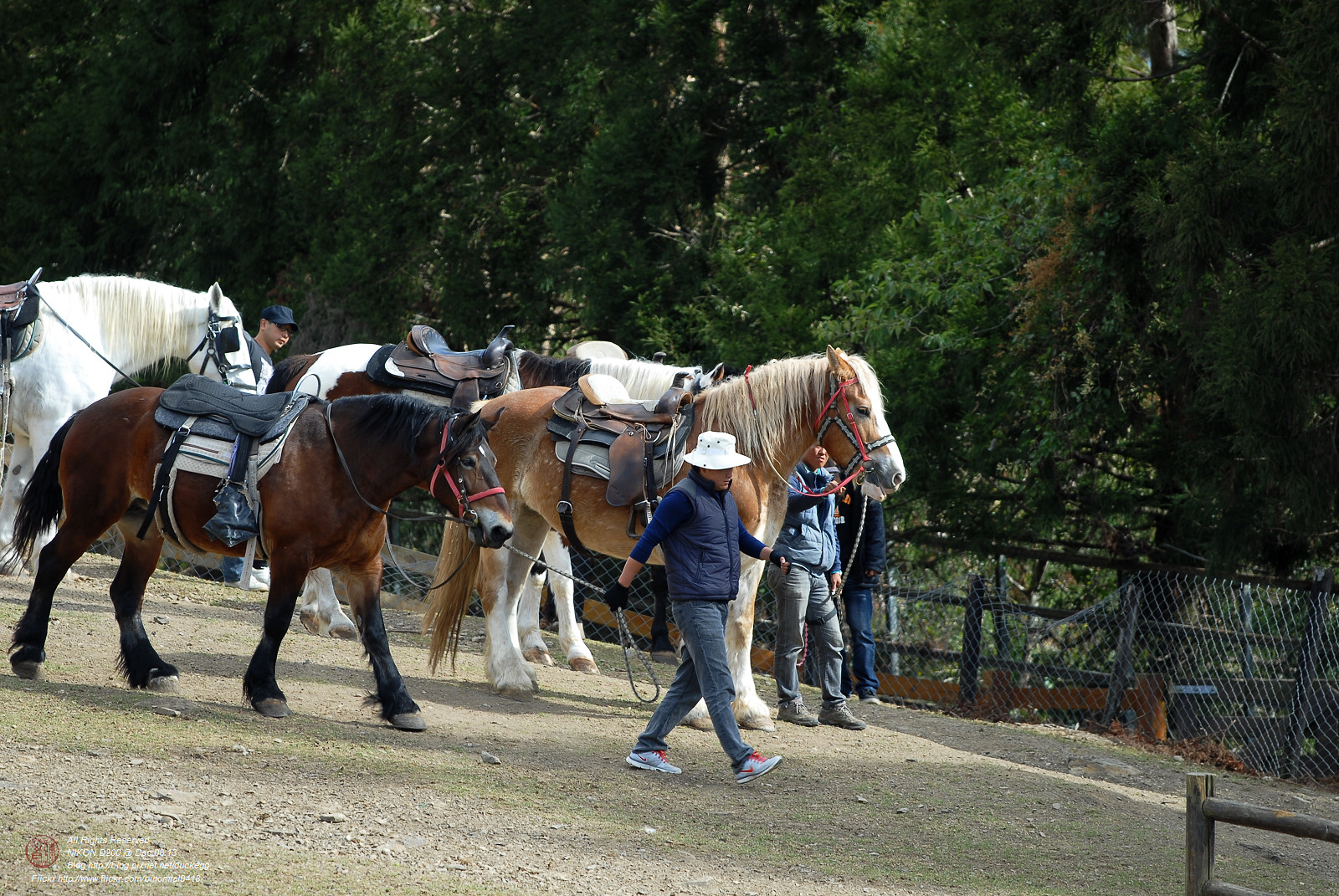 DSC_8910.jpg