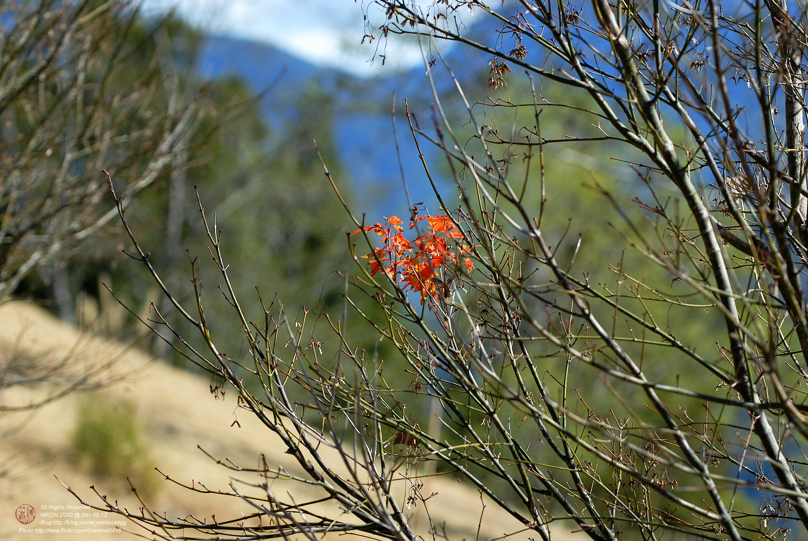 DSC_8983.jpg