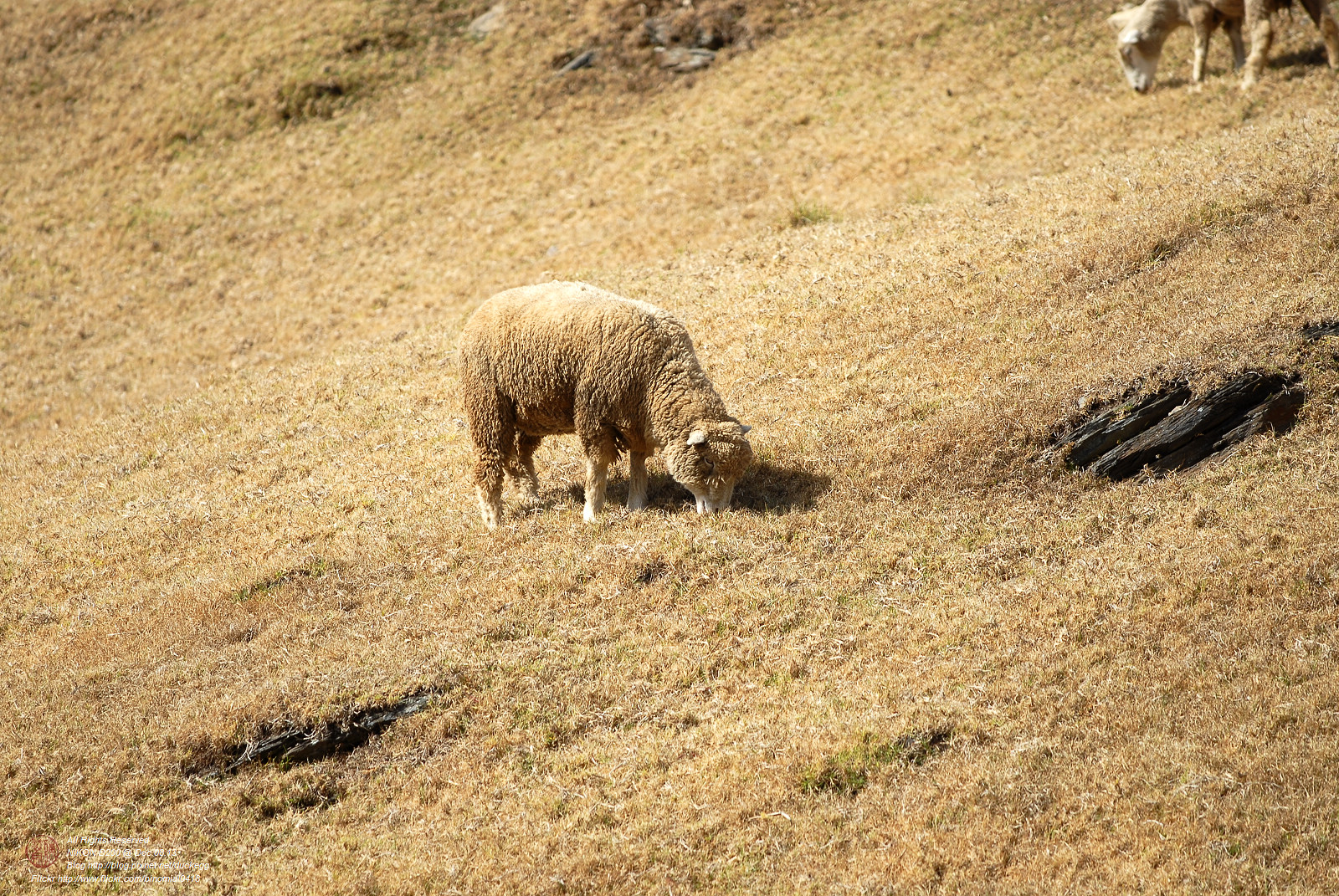 DSC_9043.jpg