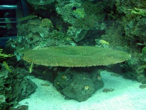 海生館17.JPG