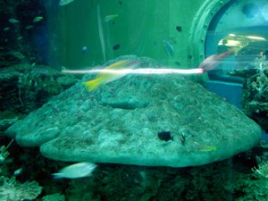 海生館23.JPG