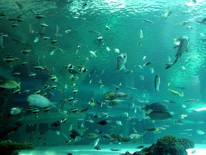 海生館40.JPG
